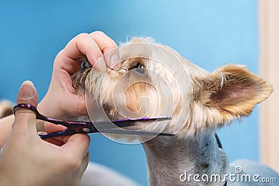 Groomer makes a Yorkshire terrier breed haircut with scissors in grooming salon Stock Photo