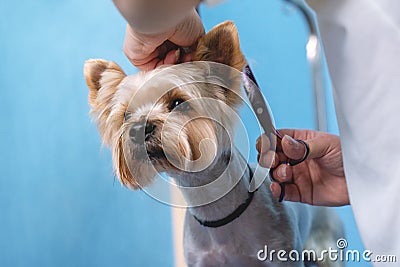 Groomer makes a Yorkshire terrier breed haircut with scissors in grooming salon Stock Photo