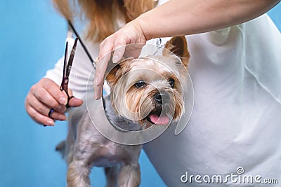 Groomer makes a Yorkshire terrier breed haircut with scissors in grooming salon Stock Photo