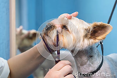 Groomer makes a Yorkshire terrier breed haircut with scissors in grooming salon Stock Photo