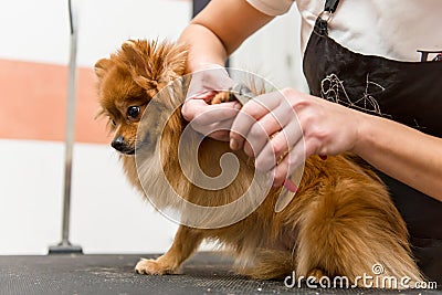 The groomer professionally cuts the claws of a Pomeranian dog Stock Photo