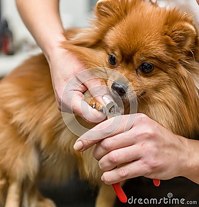 The groomer professionally cuts the claws of a Pomeranian dog. Stock Photo