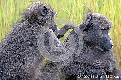 Grooming baboon. Stock Photo