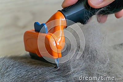 Grooming brushing gray pretty cute cat with a special brush for grooming. Pets care or allergy fur concept close up Stock Photo