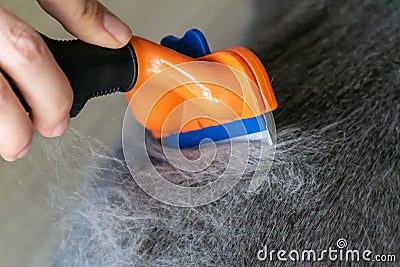 Grooming brushing gray pretty cute cat with a special brush for grooming. Lots of furs after combing Stock Photo