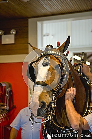 Grooming a Clydesdale Horse Stock Photo
