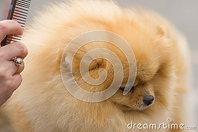 Haircut dogs professional master Stock Photo