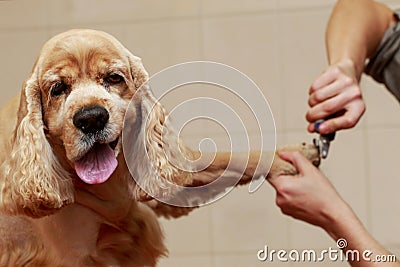 Grooming the hair of dog Stock Photo