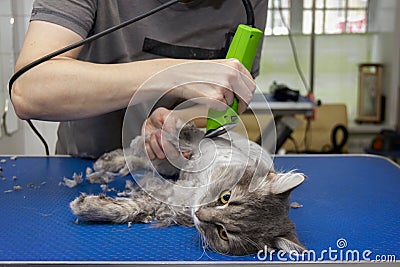 Grooming haircut of a gray fluffy cat on the table professionally using Stock Photo