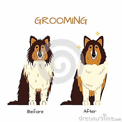 Grooming salon. Collie dog trimming before and after Vector Illustration