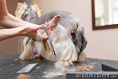 Grooming yorkie in a salon. Groomer cutting fur on young yorkshire terrier dog in a studio Stock Photo
