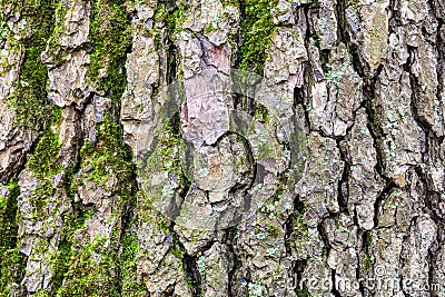 Grooved bark on mature trunk of alder tree Stock Photo