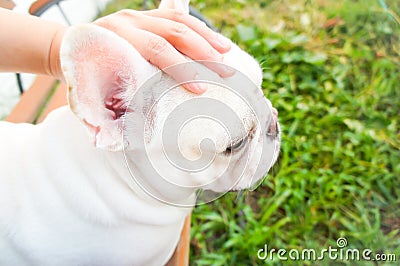 Grope a dog Stock Photo