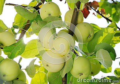 Grope of white apples on the branch Stock Photo