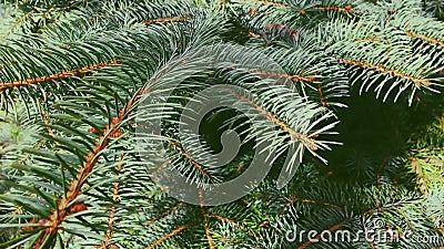 Gros plan de branche de sapins en tant que les vacances de Noël de nature et fond d'usine d'evergreen clips vidéos Gros plan de branche de sapins en tant que les vacances de Noël de nature et fond d'usine d'evergreen clips vidéos