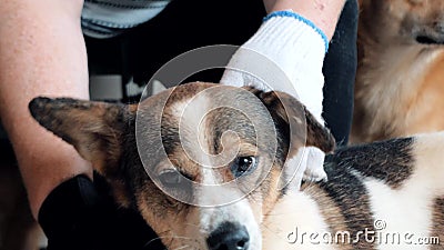Gros plan des mains des femmes qui mouillent le chien errant en cage dans un refuge pour animaux de compagnie Personnes, Animaux, banque de vidéos Gros plan des mains des femmes qui mouillent le chien errant en cage dans un refuge pour animaux de compagnie Personnes, Animaux, banque de vidéos