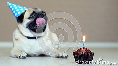 Gros Plan Du Gateau D Anniversaire Avec Bougie Drole De Chien De Chien Avec Chapeau De Fete En Arriere Plan Banque De Videos Video Du Cupcake Regarder Gros Plan Du Gateau D Anniversaire Avec Bougie Drole De Chien De Chien Avec Chapeau De Fete En Arriere Plan Banque De Videos Video Du Cupcake Regarder