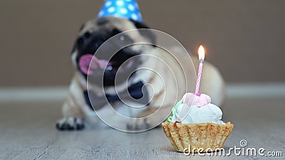Gros Plan Du Gateau D Anniversaire Avec Bougie Drole De Chien De Chien Avec Chapeau De Fete En Arriere Plan Banque De Videos Video Du Cupcake Regarder Gros Plan Du Gateau D Anniversaire Avec Bougie Drole De Chien De Chien Avec Chapeau De Fete En Arriere Plan Banque De Videos Video Du Cupcake Regarder