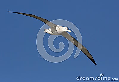 Grote Albatros, Snowy (Wandering) Albatross, Diomedea (exulans) Stock Photo