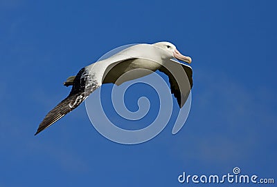 Grote Albatros, Snowy (Wandering) Albatross, Diomedea (exulans) Stock Photo