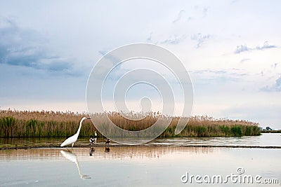 Grote Zilverreiger, Western Great Egret, Ardea alba alba Stock Photo