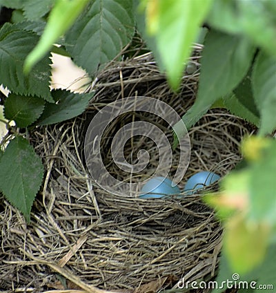 Two blue robins eggs settled deeply in nest Stock Photo