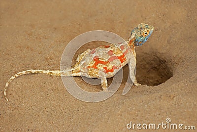 Ground agama Stock Photo