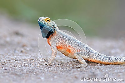 Ground agama Stock Photo