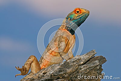 Ground agama Stock Photo