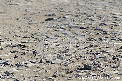 Ground ballast texture. Stones, fine sand road background. Flat lay, top view gravel, copy space Stock Photo