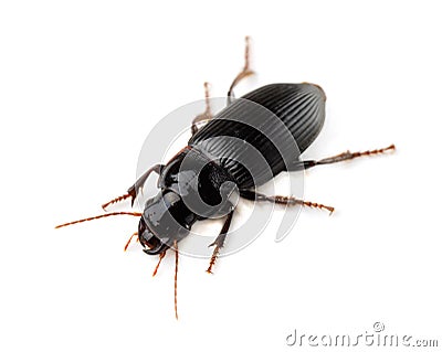 Ground beetle Stock Photo