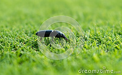 Ground beetle Stock Photo