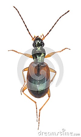 Ground beetle, Anchomenus dorsalis isolated Stock Photo
