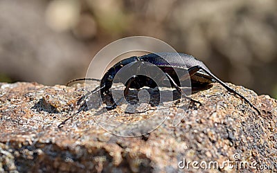 Ground beetle Stock Photo