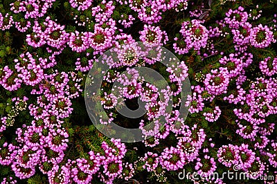 Ground cover Stock Photo