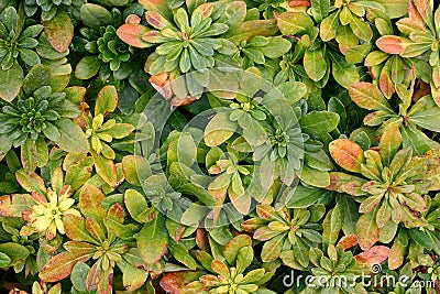 Ground Cover Dying Back Stock Photo