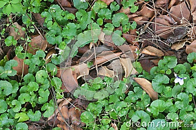 Ground cover growing through dead leaves Stock Photo