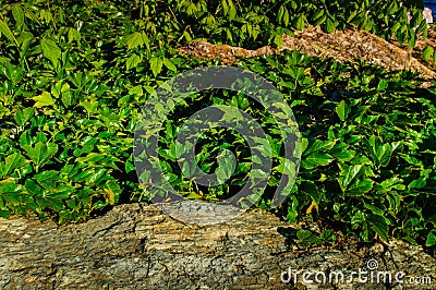 Ground Cover Leafs Stock Photo