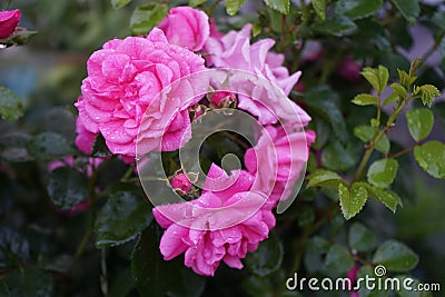 The ground cover rose `Palmengarten Frankfurt` grows broad-bushy and is up to 80cm high. Its bright pink flowers are richly double Stock Photo