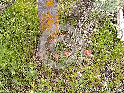 Ground cover orange mold tree Stock Photo