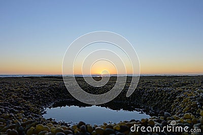 Ground covered with algae and small puddle during low tide at Point Lonsdale, Australia Stock Photo