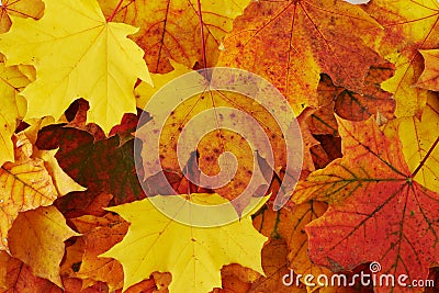 Ground covered with autumn leaves Stock Photo