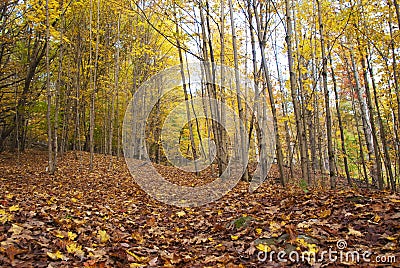 Ground Covered with Golden Autumn Leaves Stock Photo