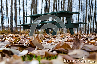 Ground covered golden Autumn Leaves Stock Photo