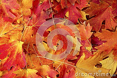 red maple fall colored leaves Stock Photo