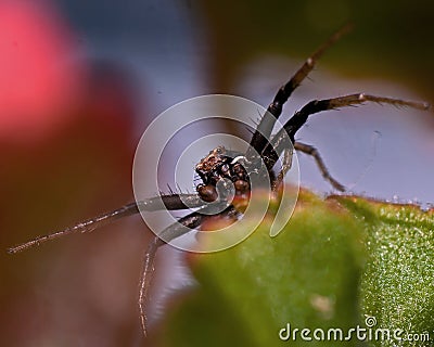Ground crab spider Xysticus audax male Stock Photo