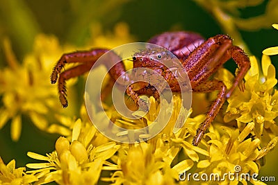 Ground crab spiders Xysticus cristatus Stock Photo