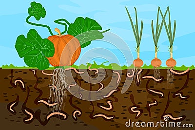 Ground cutaway with earthworms and vegetable. Vector Illustration