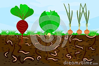 Ground cutaway with earthworms and vegetable. Earthworms in garden soil. Vector Illustration