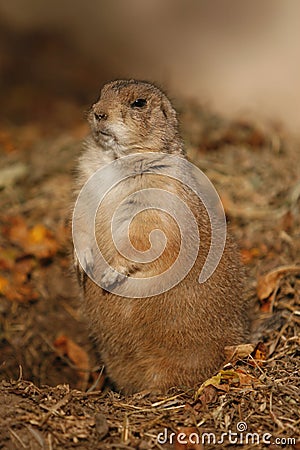 Ground Hog Stock Photo